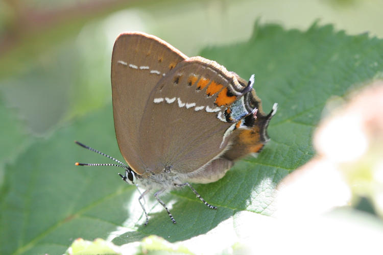 Satyrium spini: Bild 23