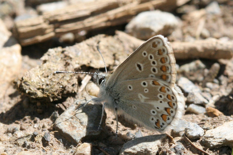 Aricia artaxerxes allous: Bild 15