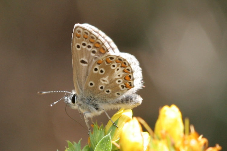 Aricia artaxerxes allous: Bild 25