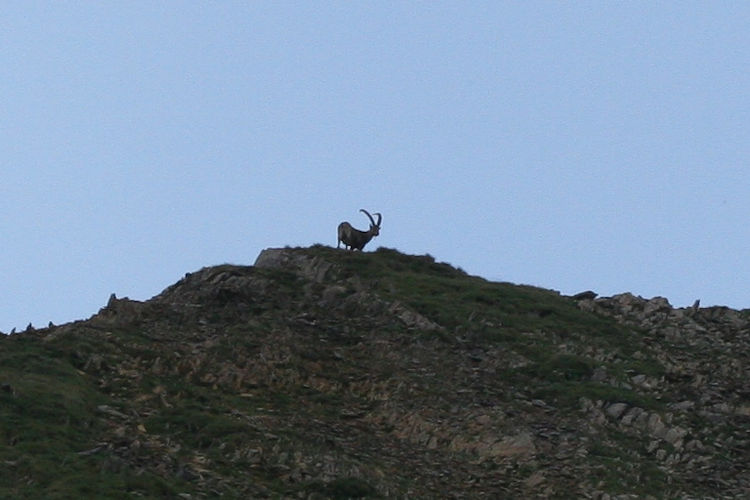 Capra ibex: Bild 3