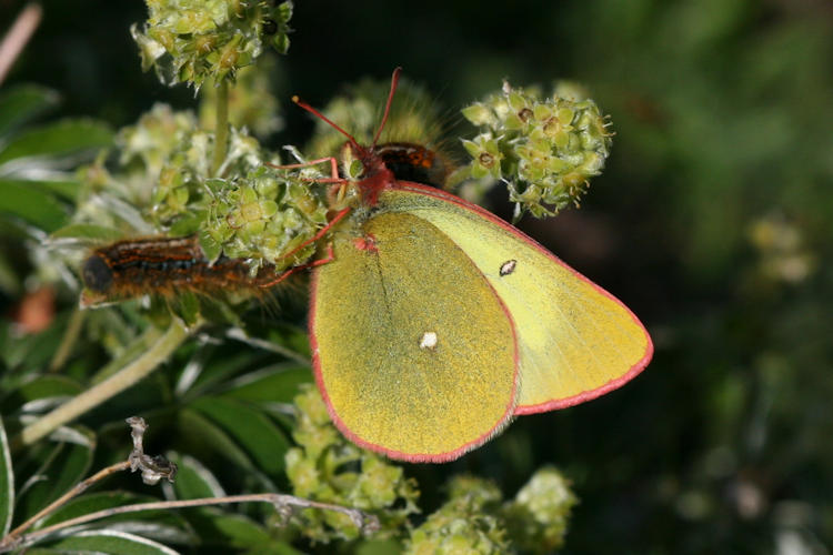 Colias palaeno europomene: Bild 12