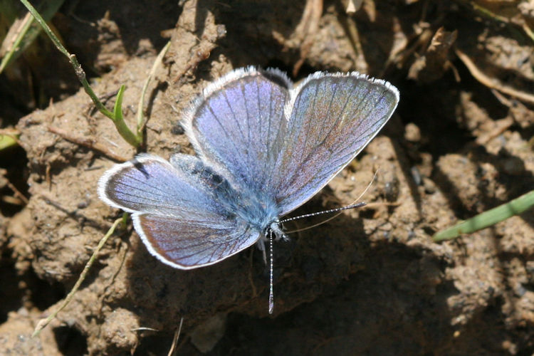 Cyaniris semiargus: Bild 7