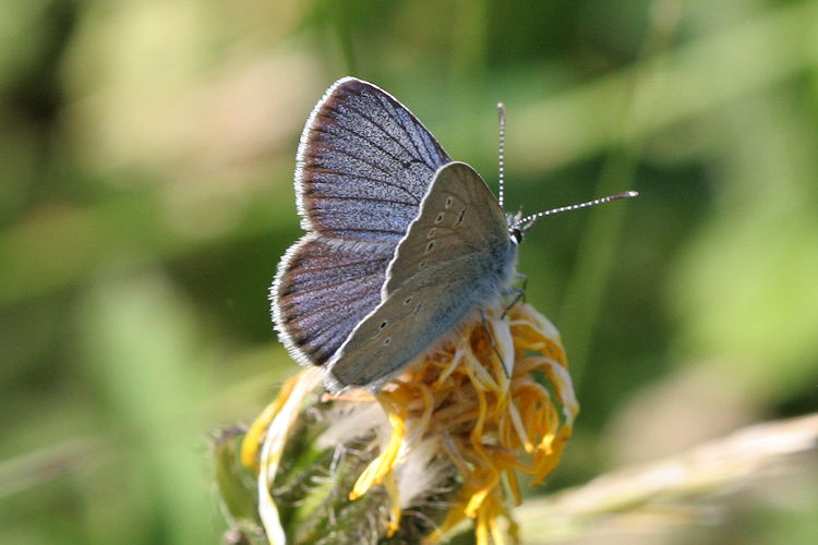 Cyaniris semiargus: Bild 8