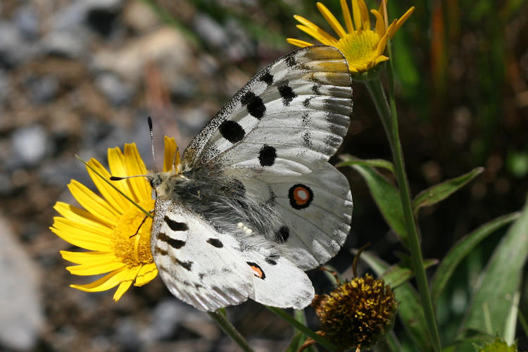 Parnassius apollo: Bild 5