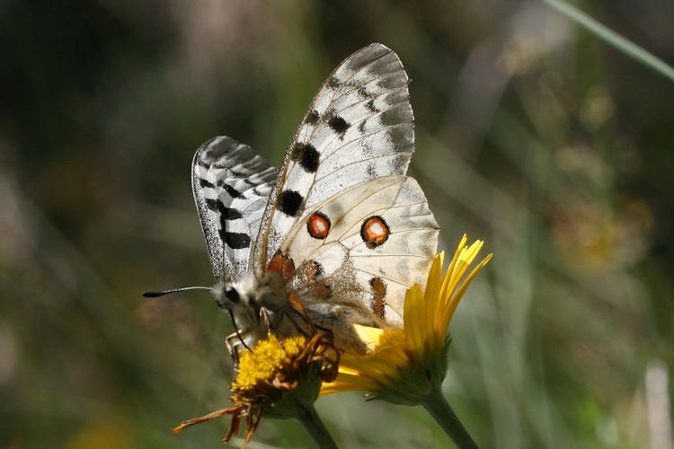 Parnassius apollo: Bild 24