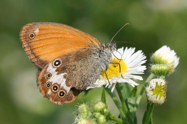 Coenonympha arcania: Bild 5