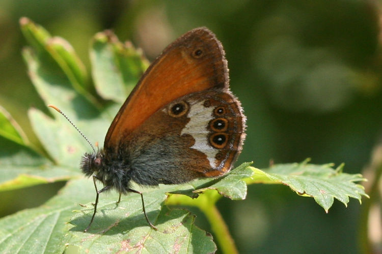 Coenonympha arcania: Bild 7