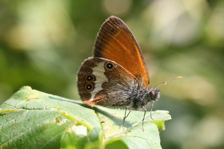 Coenonympha arcania: Bild 8