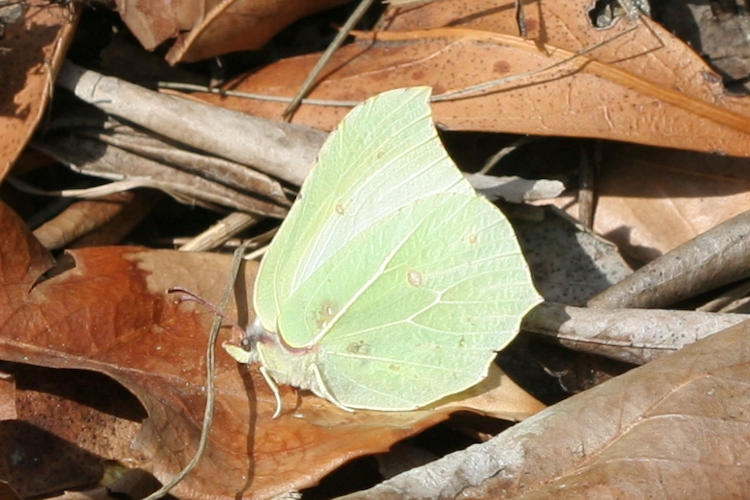 Gonepteryx rhamni: Bild 8