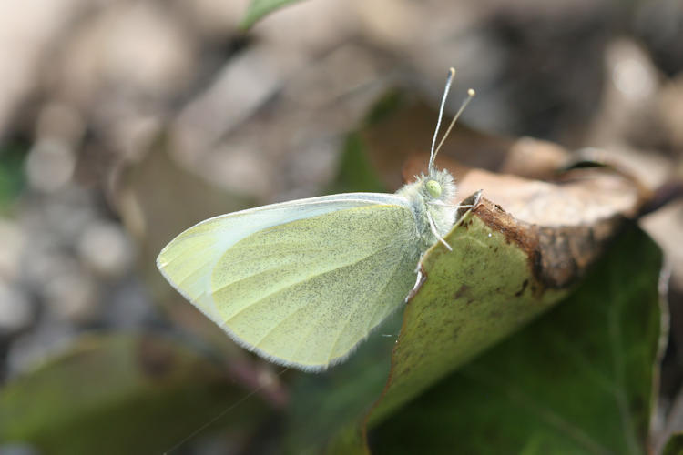 Pieris rapae: Bild 16