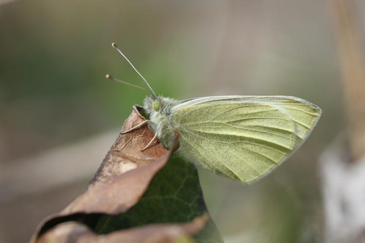 Pieris rapae: Bild 17