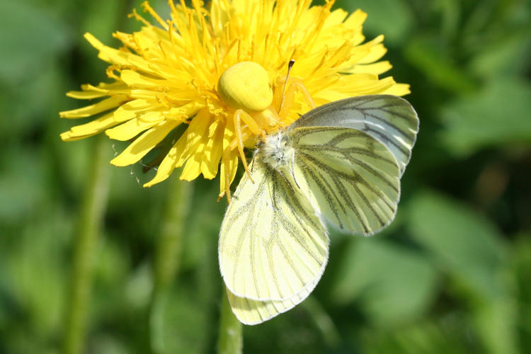 Misumena vatia: Bild 1