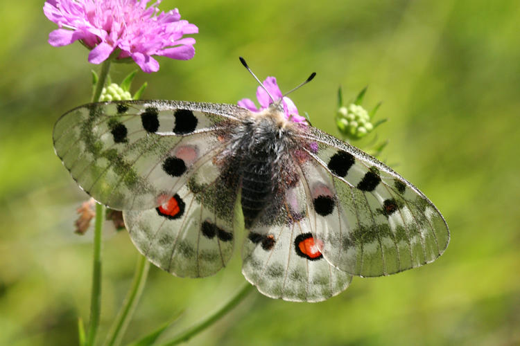 Parnassius apollo: Bild 18