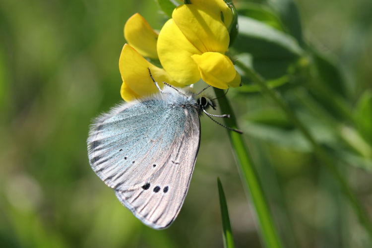 Glaucopsyche alexis cyllarus: Bild 4