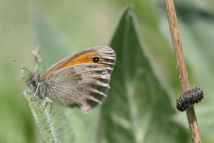 Coenonympha pamphilus: Bild 10