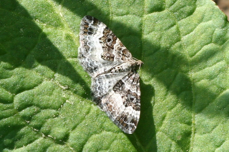 Epirrhoe alternata: Bild 9