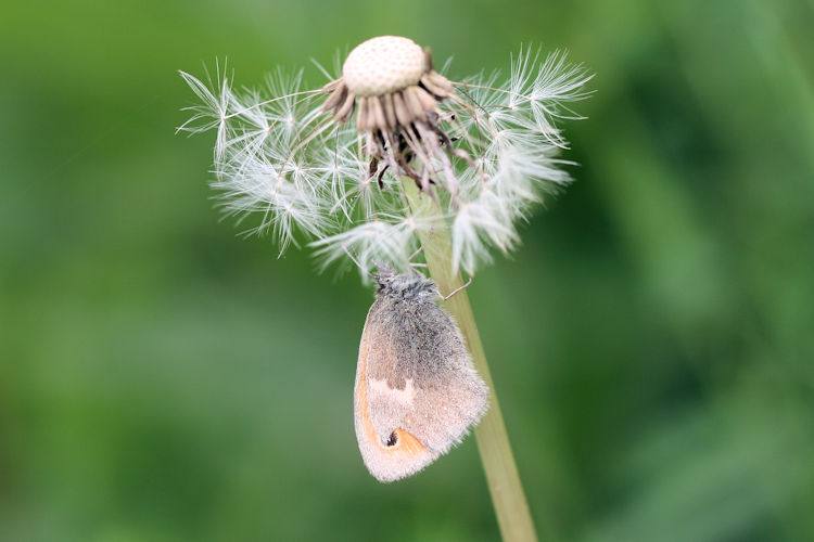 Coenonympha pamphilus: Bild 11