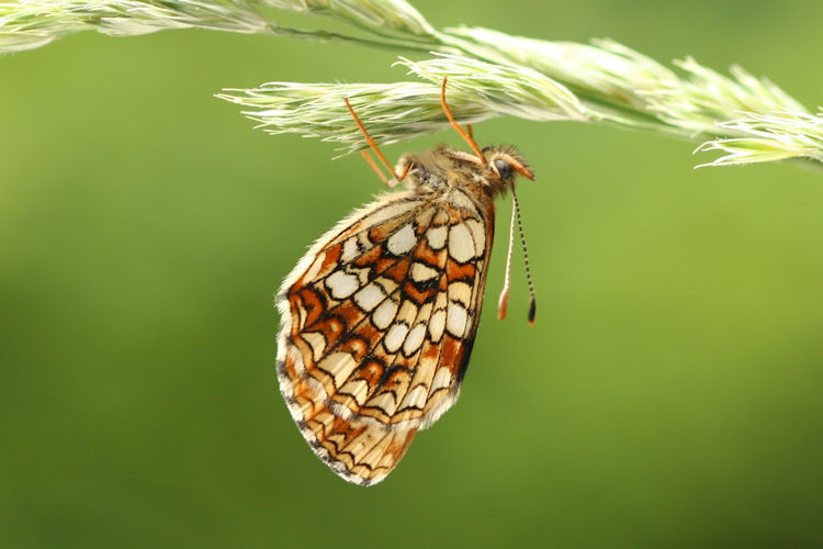 Melitaea diamina: Bild 18