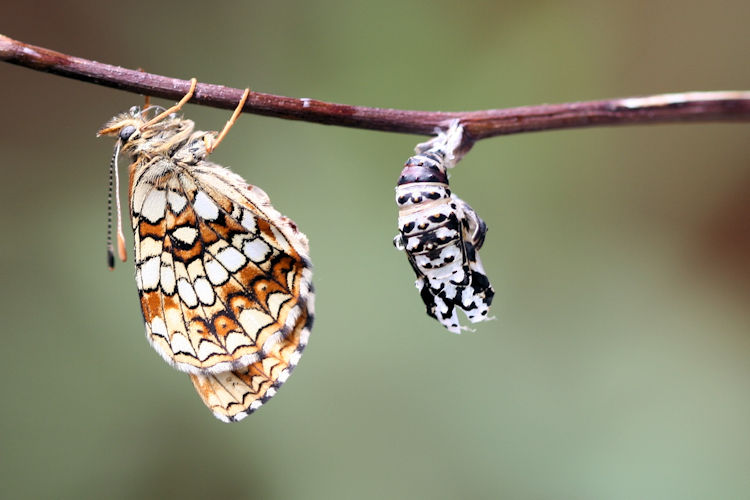 Melitaea diamina: Bild 19