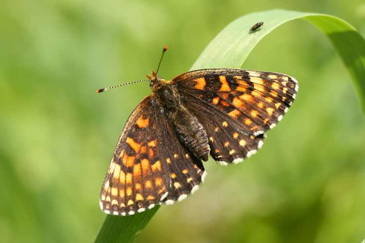 Melitaea diamina: Bild 12