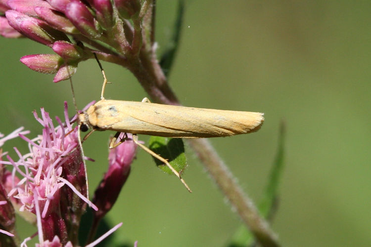 Eilema lutarella: Bild 2