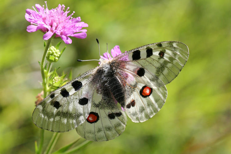 Parnassius apollo: Bild 17