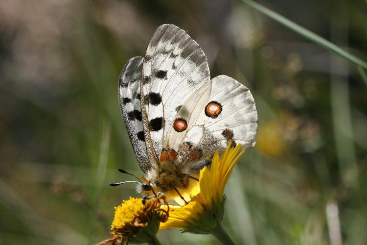 Parnassius apollo: Bild 23