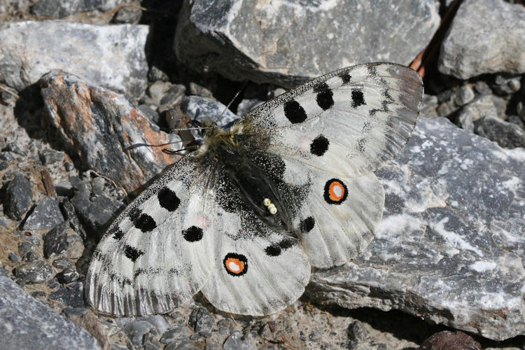 Parnassius apollo: Bild 4