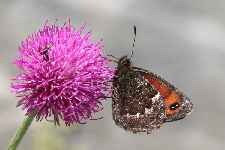 Erebia montanus: Bild 14