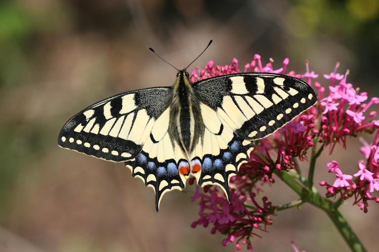 Papilio machaon: Bild 1