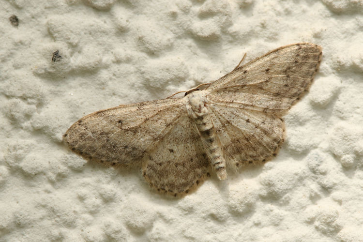 Idaea seriata: Bild 13