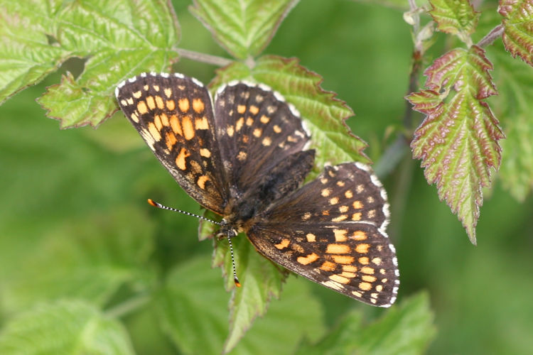 Melitaea diamina: Bild 15