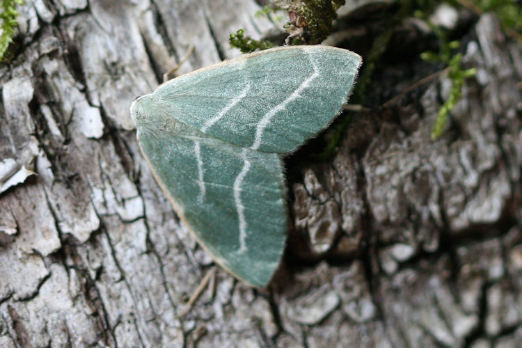 Hylaea fasciaria f. prasinaria: Bild 2