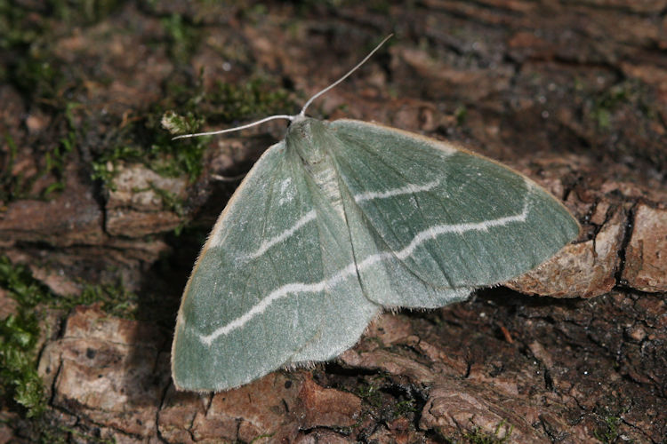 Hylaea fasciaria f. prasinaria: Bild 3