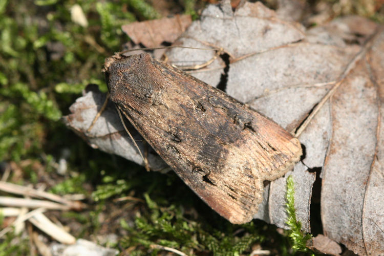 Agrotis ipsilon: Bild 8