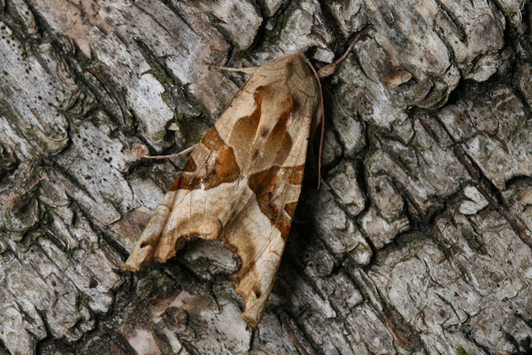 Phlogophora meticulosa: Bild 7