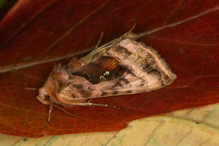 Autographa jota: Bild 2