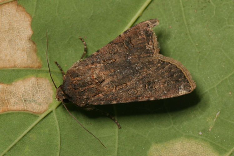 Agrotis segetum: Bild 8