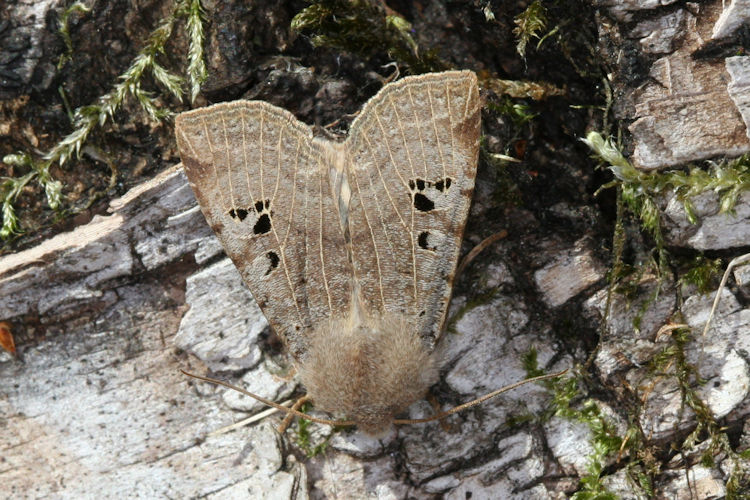 Conistra rubiginosa: Bild 5