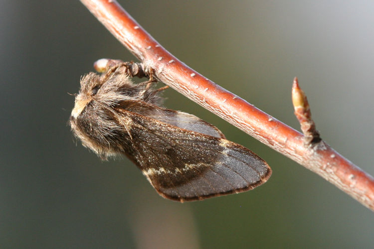 Poecilocampa populi: Bild 5