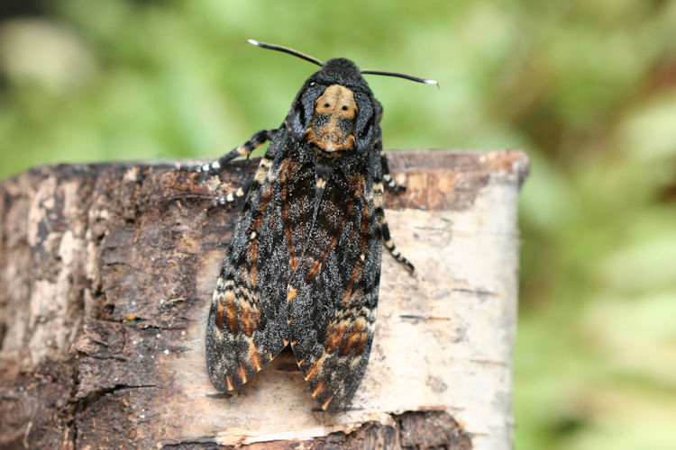 Acherontia atropos: Bild 3