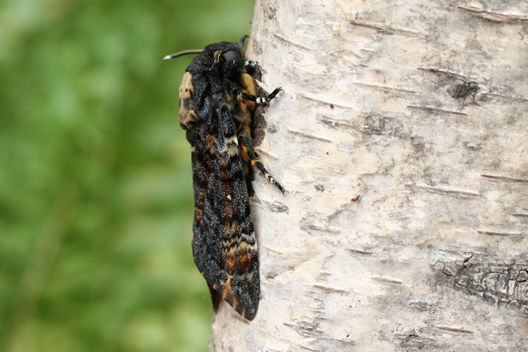 Acherontia atropos: Bild 4