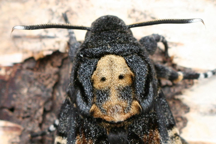 Acherontia atropos: Bild 5