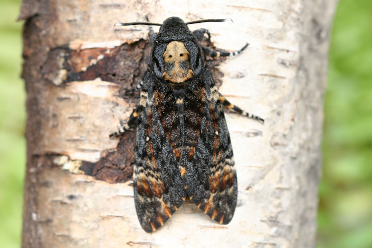 Acherontia atropos: Bild 6