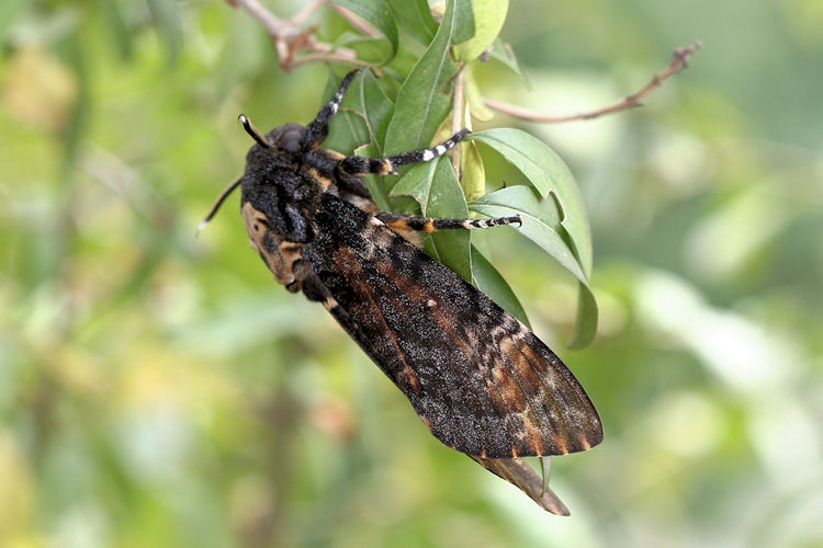 Acherontia atropos: Bild 2