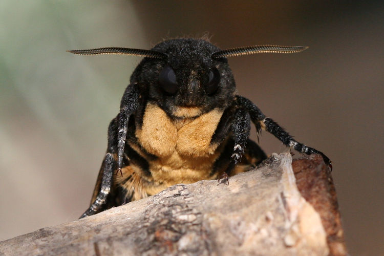 Acherontia atropos: Bild 1