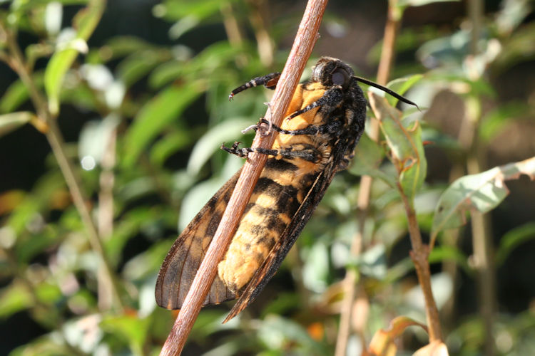 Acherontia atropos: Bild 13