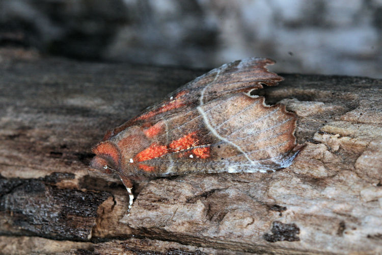 Scoliopteryx libatrix: Bild 2