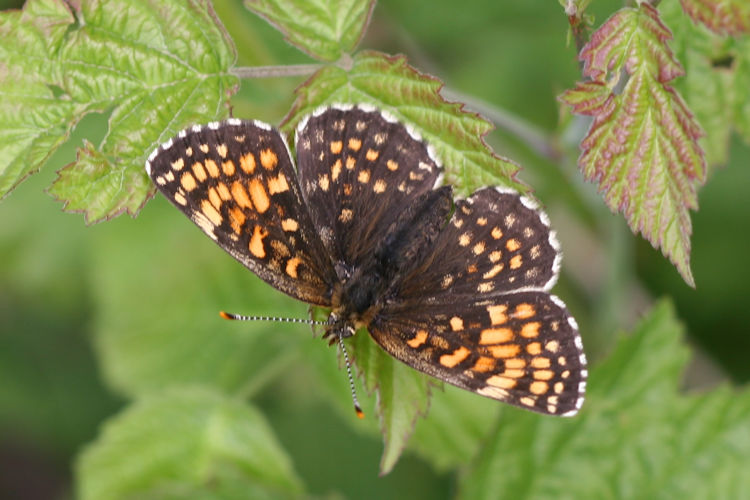 Melitaea diamina: Bild 11