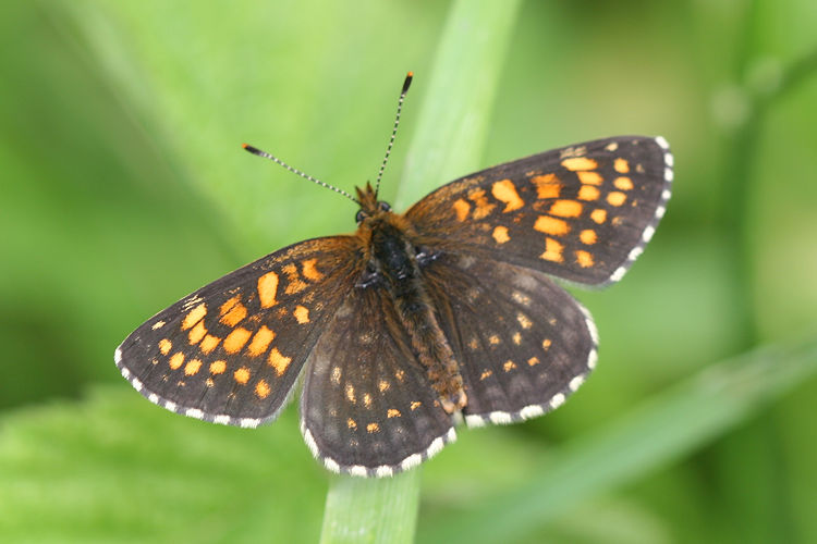 Melitaea diamina: Bild 8